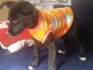 Cachorro raça Srd idade Abaixo de 2 meses nome Panterinha