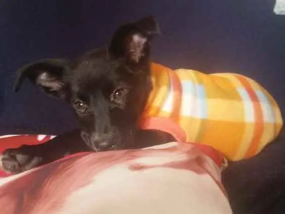 Cachorro ra a Srd idade Abaixo de 2 meses nome Panterinha