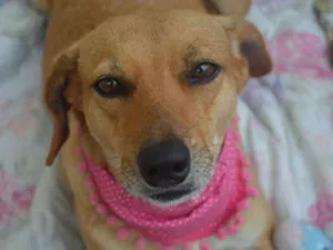 Cachorro raça SRD idade 3 anos nome Vicky