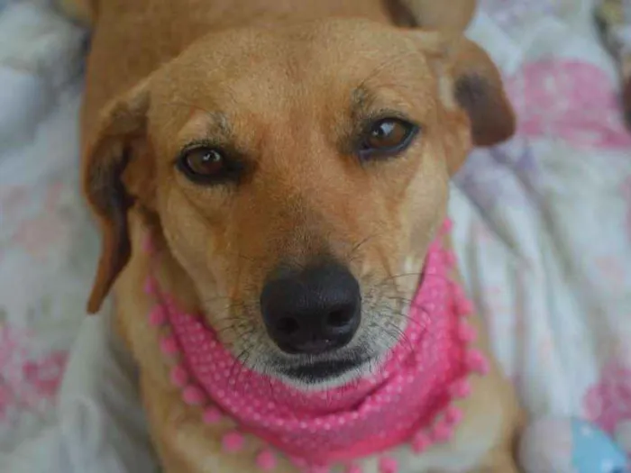 Cachorro ra a SRD idade 3 anos nome Vicky