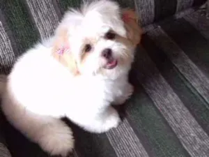 Cachorro raça Ilhasa-appso idade 1 ano nome Mel