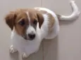 Mel