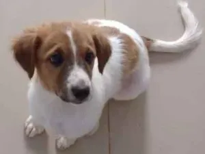 Cachorro raça Viralata idade 2 a 6 meses nome Mel