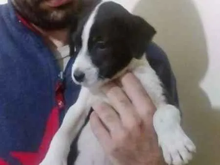 Cachorro ra a sem raça  idade Abaixo de 2 meses nome Sem nome
