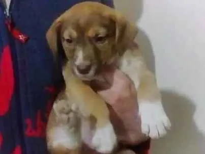 Cachorro ra a sem raça  idade Abaixo de 2 meses nome Sem nome