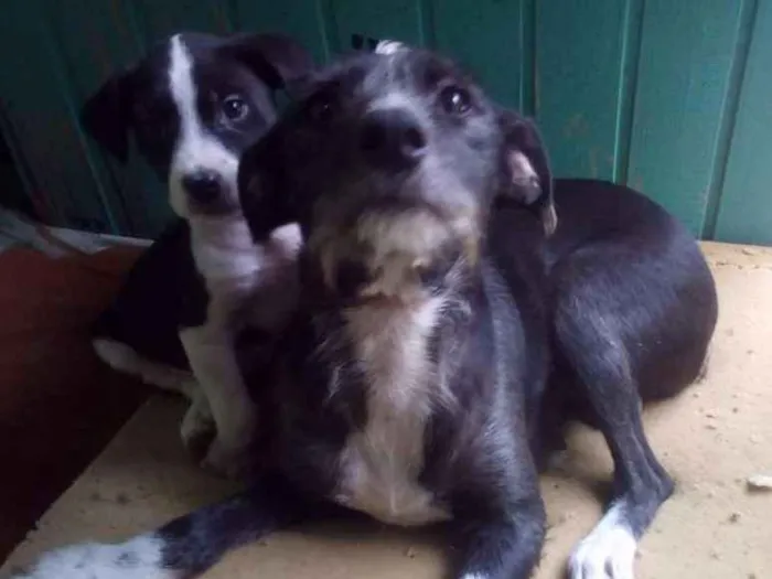 Cachorro ra a sem raça  idade Abaixo de 2 meses nome Sem nome