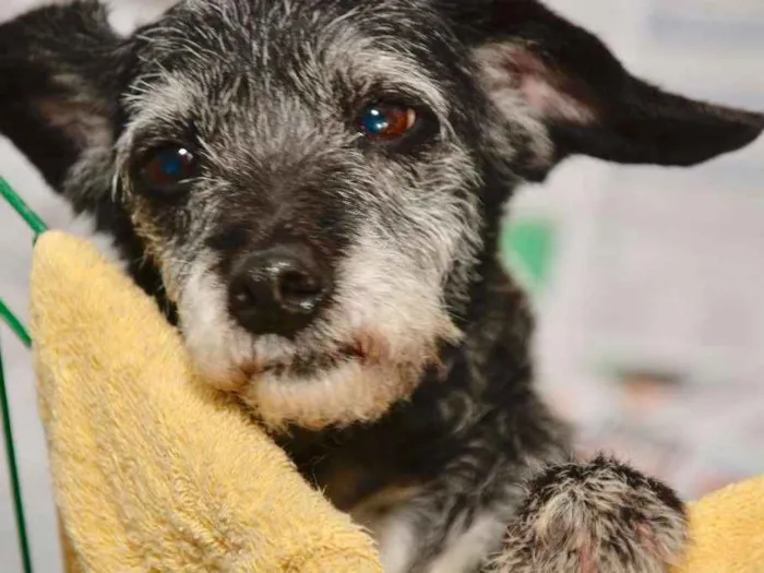 Cachorro ra a  idade 6 ou mais anos nome Sandy Pequena