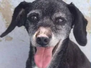 Cachorro raça  idade 6 ou mais anos nome Sandy Pequena