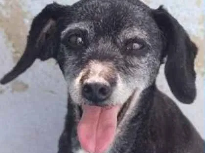 Cachorro ra a  idade 6 ou mais anos nome Sandy Pequena