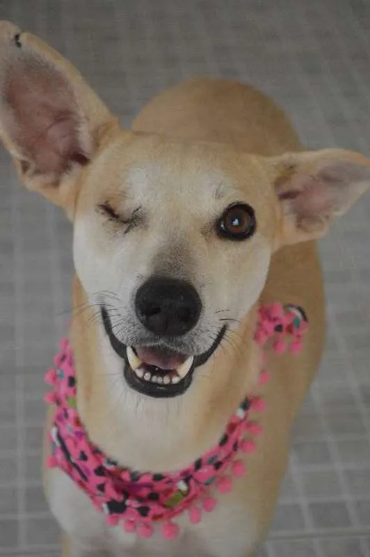 Cachorro ra a SRD idade 3 anos nome Lorena