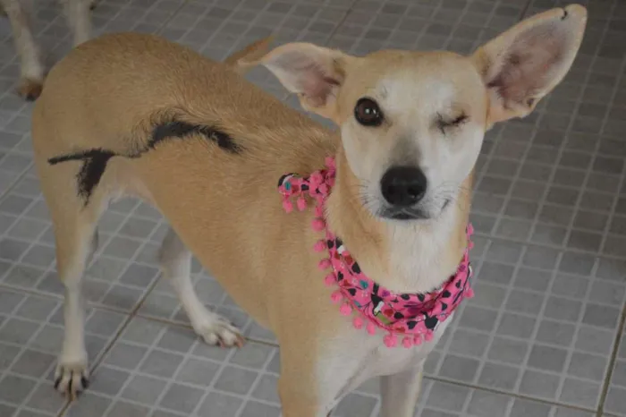 Cachorro ra a SRD idade 3 anos nome Lorena