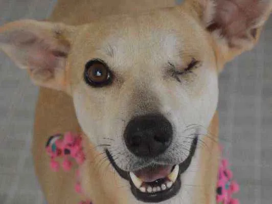 Cachorro ra a SRD idade 3 anos nome Lorena