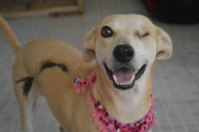 Cachorro ra a SRD idade 3 anos nome Lorena