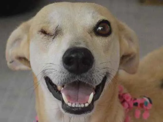 Cachorro ra a SRD idade 3 anos nome Lorena