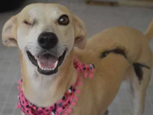 Cachorro raça SRD idade 3 anos nome Lorena