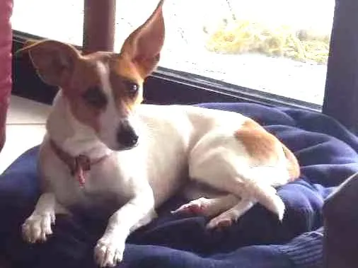 Cachorro ra a  idade 1 ano nome Lupita