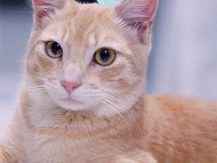 Gato ra a SRD idade 7 a 11 meses nome Whisky