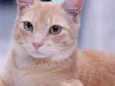 Whisky