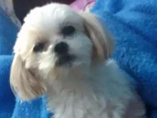 Cachorro ra a Lhasa idade 6 ou mais anos nome Brigth