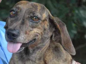 Cachorro raça SRD idade 5 anos nome Abigail