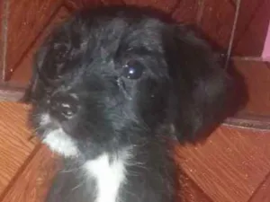 Cachorro raça Não sabemos  idade Abaixo de 2 meses nome Ainda não tem nome 