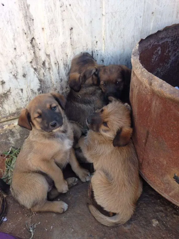 Cachorro ra a Vira latas idade 2 a 6 meses nome Sem nomes
