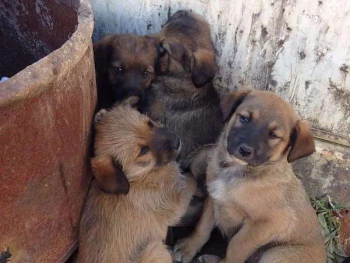 Cachorro ra a Vira latas idade 2 a 6 meses nome Sem nomes