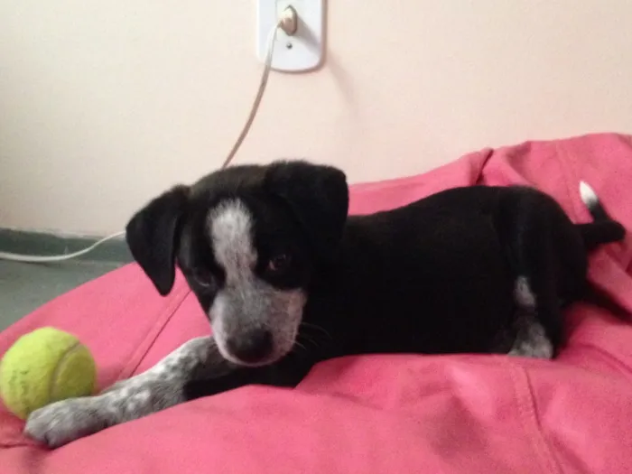 Cachorro raça S.R.D (vira lata) idade 2 a 6 meses nome Princesa