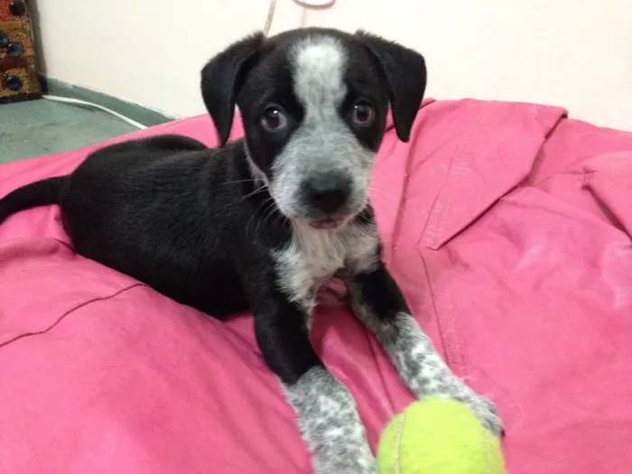 Cachorro raça S.R.D (vira lata) idade 2 a 6 meses nome Princesa