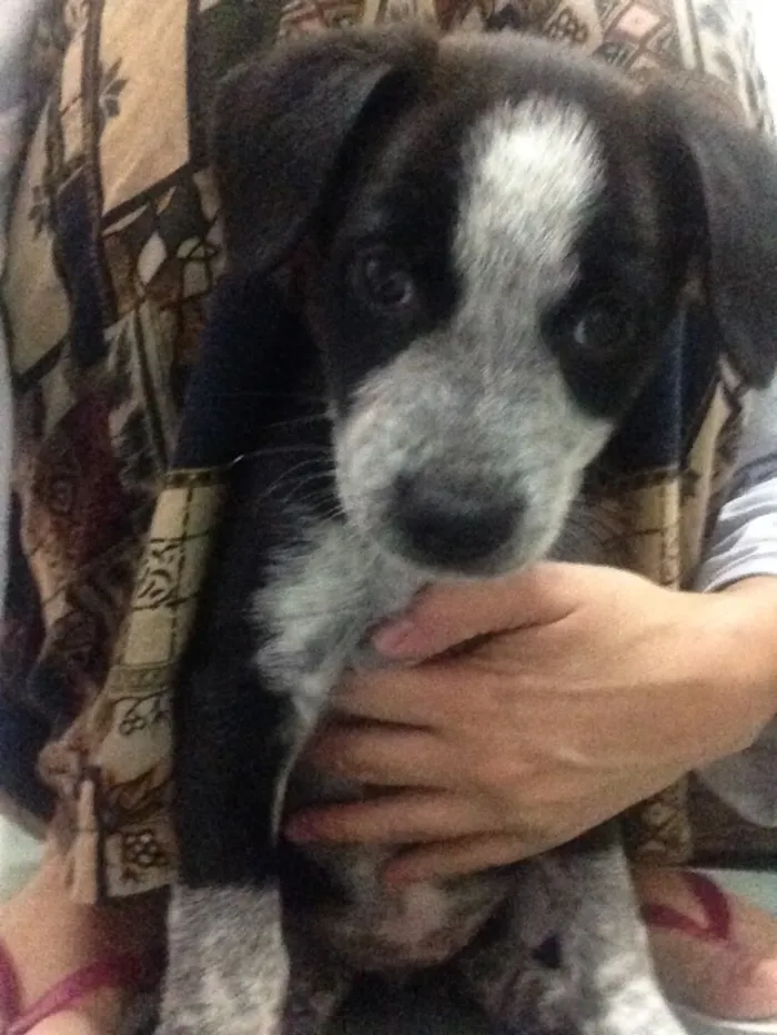 Cachorro raça S.R.D (vira lata) idade 2 a 6 meses nome Princesa