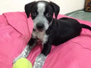 Cachorro raça S.R.D (vira lata) idade 2 a 6 meses nome Princesa