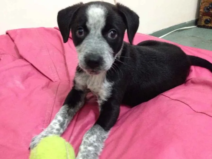 Cachorro raça S.R.D (vira lata) idade 2 a 6 meses nome Princesa