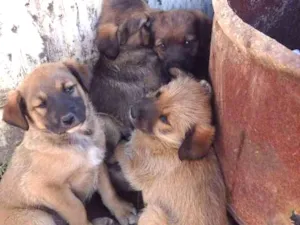 Cachorro raça Vira latas idade 2 a 6 meses nome Sem nomes