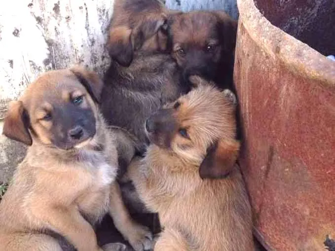 Cachorro ra a Vira latas idade 2 a 6 meses nome Sem nomes