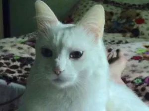 Gato raça  idade 3 anos nome Kin