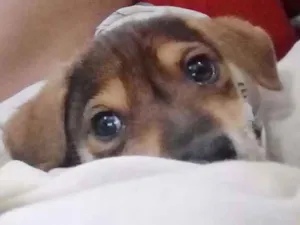 Cachorro raça Vira-latas  idade 2 a 6 meses nome Zoiao 