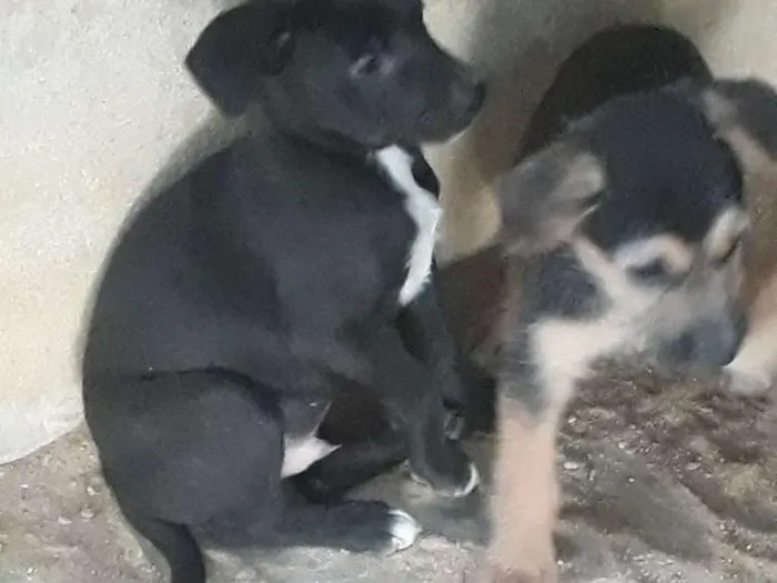 Cachorro ra a Srd idade  nome Filhotes 