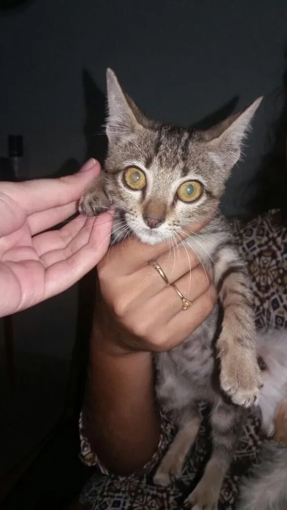 Gato ra a Vira lata idade 2 a 6 meses nome Sem nome 