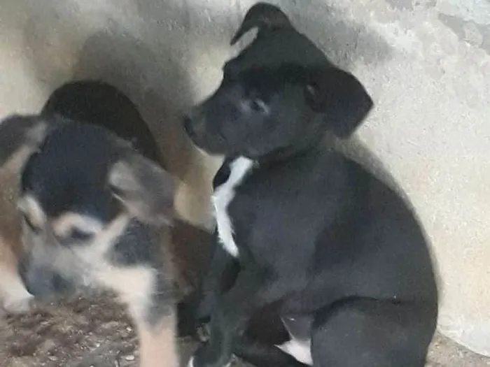 Cachorro ra a Srd idade  nome Filhotes 