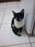 Gato raça SRD idade 2 a 6 meses nome Ravena