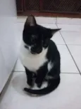 Gato raça SRD idade 2 a 6 meses nome Ravena