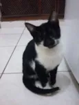 Gato raça SRD idade 2 a 6 meses nome Ravena