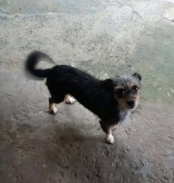 Cachorro ra a Vira-lata idade 3 anos nome Mel e adely