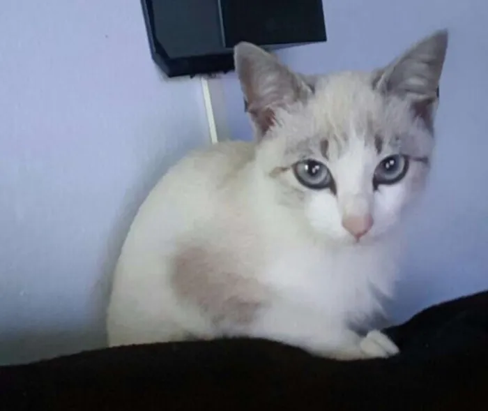 Gato ra a Sem raça definida idade 2 a 6 meses nome Clara