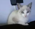 Clara