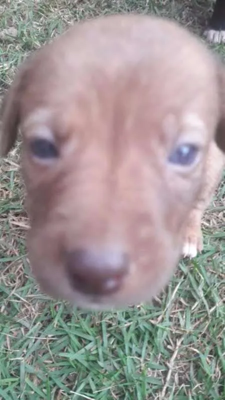 Cachorro raça Vira lata -labrador idade Abaixo de 2 meses nome Nutela