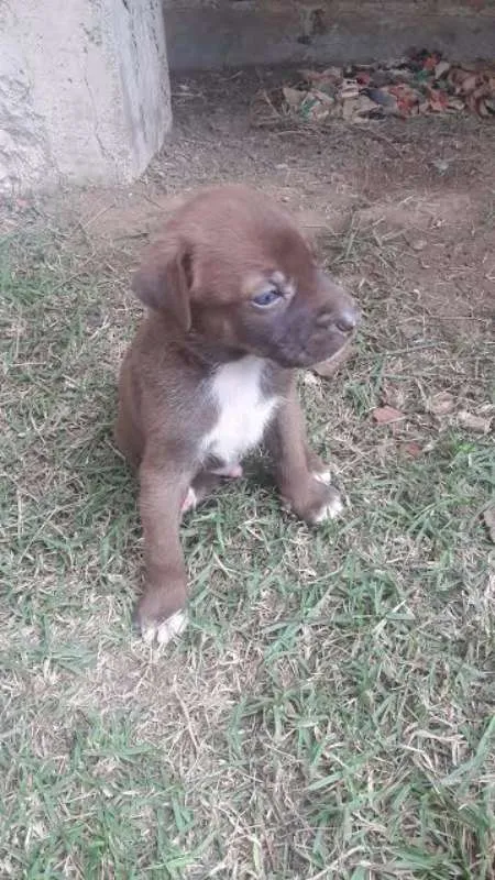 Cachorro raça Vira lata -labrador idade Abaixo de 2 meses nome Nutela