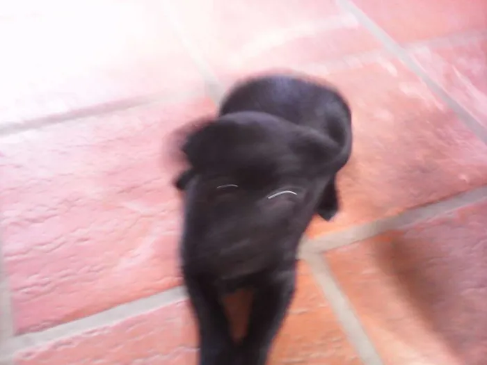 Cachorro ra a SRD idade Abaixo de 2 meses nome Preta