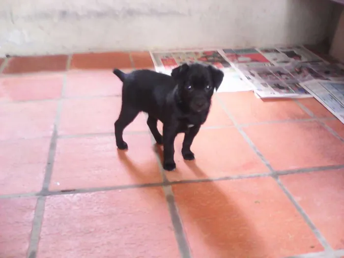 Cachorro ra a SRD idade Abaixo de 2 meses nome Preta