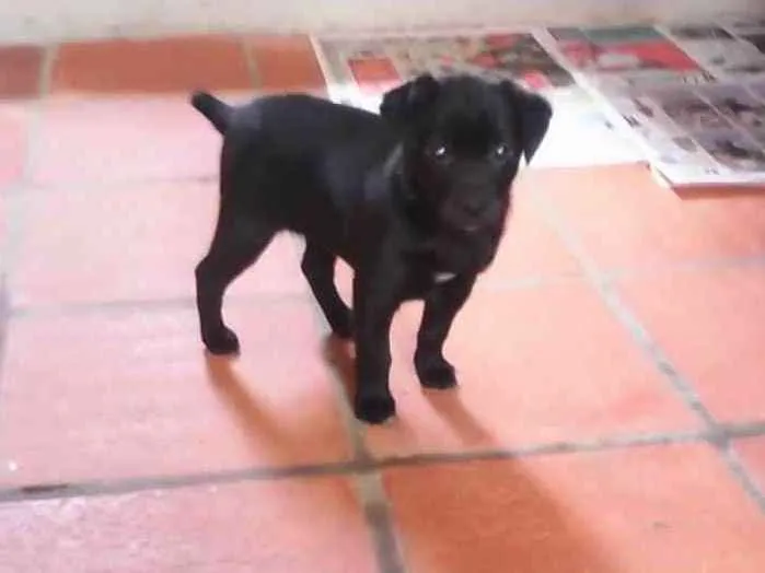 Cachorro ra a SRD idade Abaixo de 2 meses nome Preta